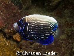 Emperor Angelfish - changing from juvenile to adult. 
Ba... by Christian Loader 